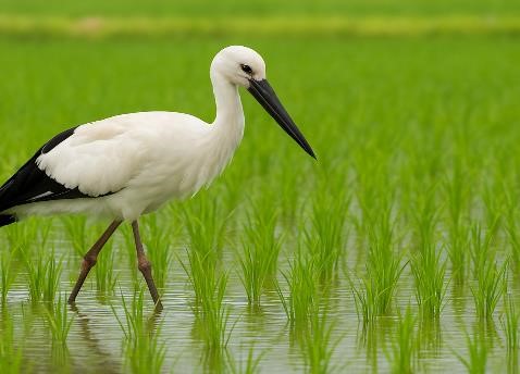 コウノトリと畑